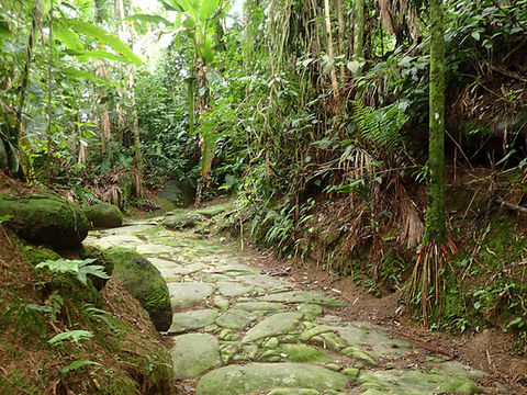 Gold Trail Atlantic Forest Walk