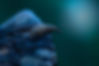 Pine weevil.jpg