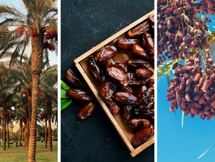 Early Warning System for Red Palm Weevils