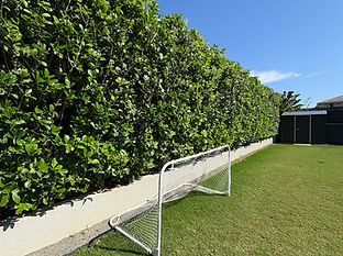 Hedge Trimming Sydney 