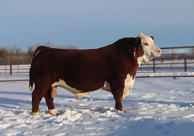 TH 400U 32X Trump 206Z