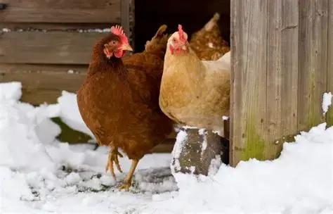 Raising chickens in cold weather