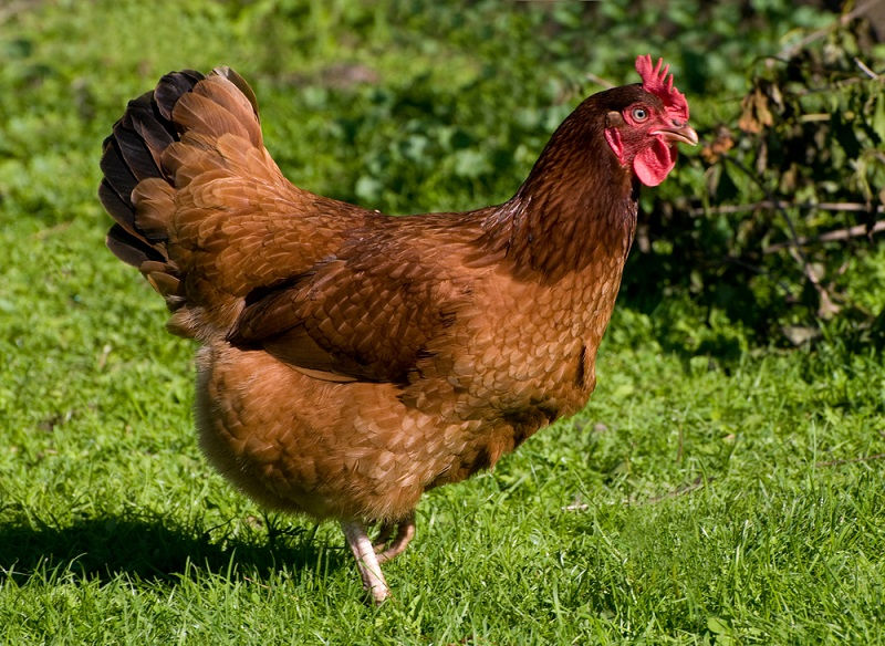 Rhode Island Red