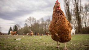 Treats for chickens