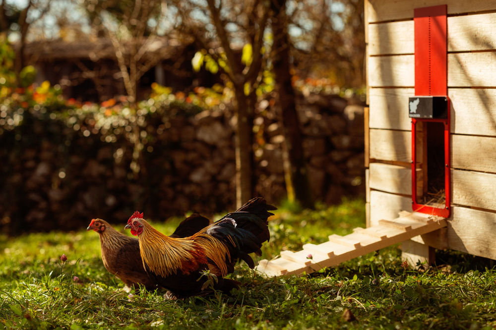  Automatic Chicken Coop Door with Light Sensing-Buy 2 Free 