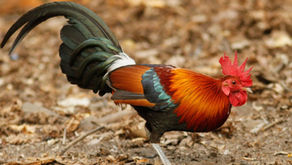 Chicken Domestication