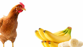 Can chickens eat bananas?