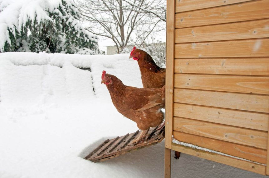 Raising chickens in cold weather
