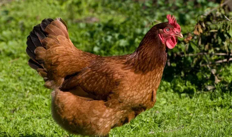 Rhode Island Red
