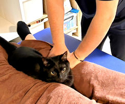 鍼灸マッサージ