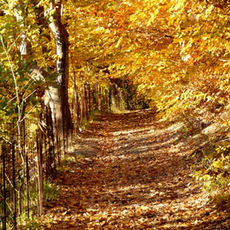 Un sentiero autunnale immerso nella boscaglia.