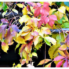 La fotografia, eseguita da Belisario Righi, ritrae i colori dell'autunno.