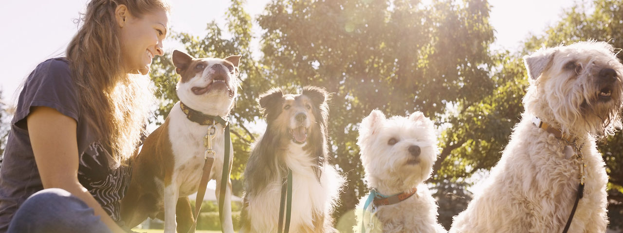 Dog Walker at the Park_edited.jpg