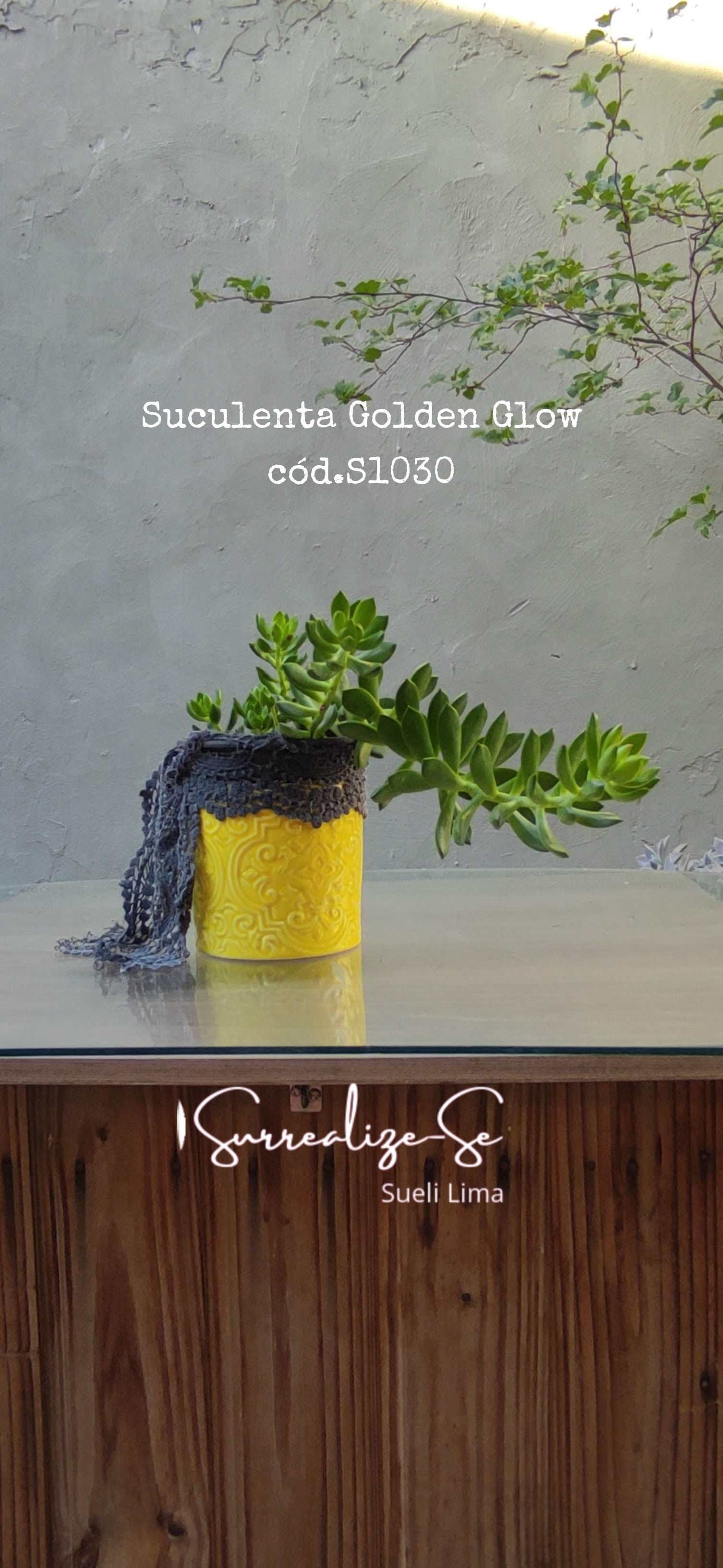 Suculenta Golden Glow Sedum Adolphi