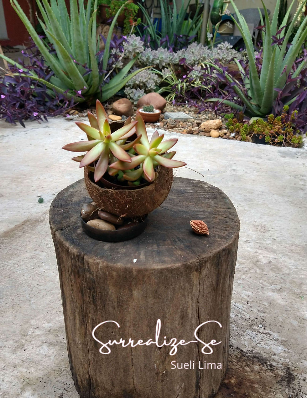 Miniatura: Cód.S2017- "Brilha nossa Estrela lá"