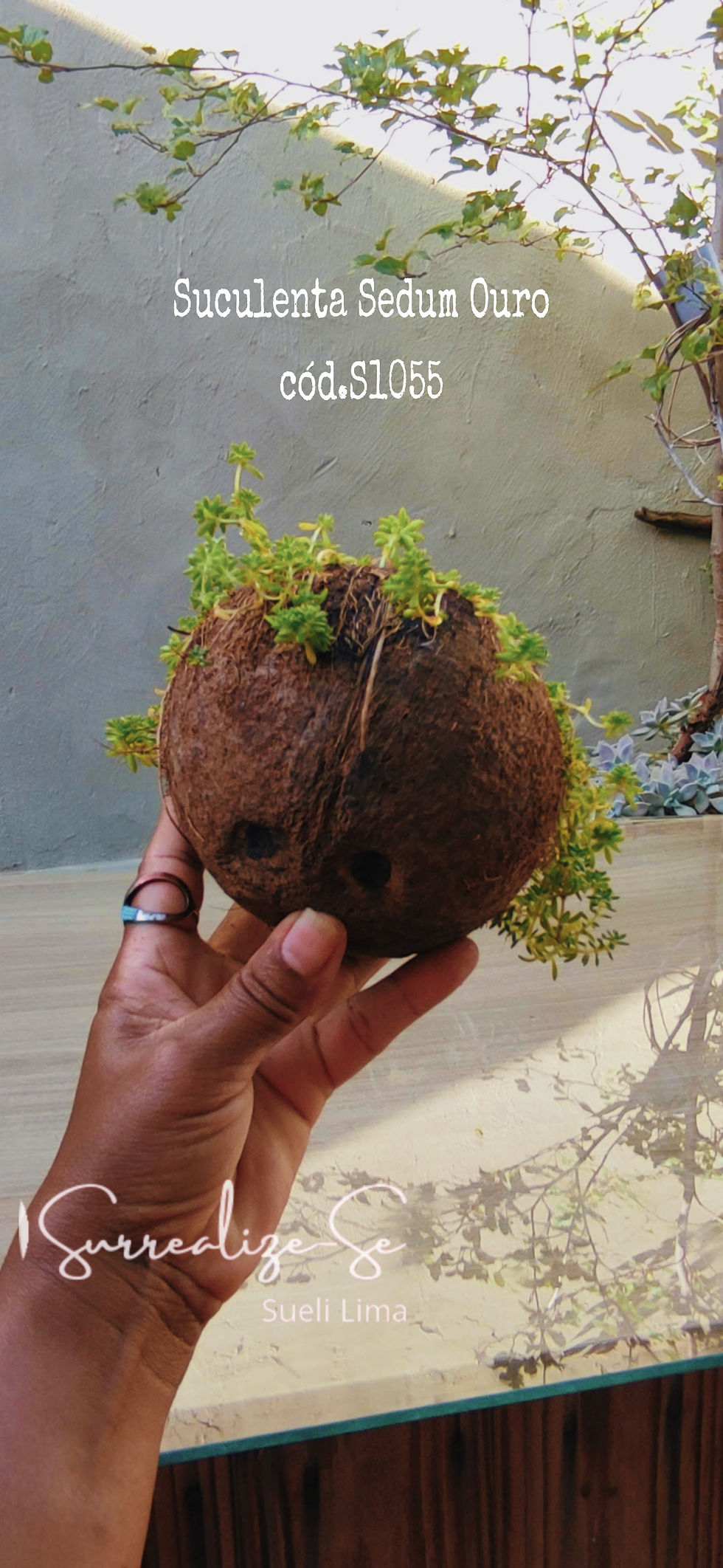 Thumbnail: Suculenta Sedum Ouro Carpete Dourado