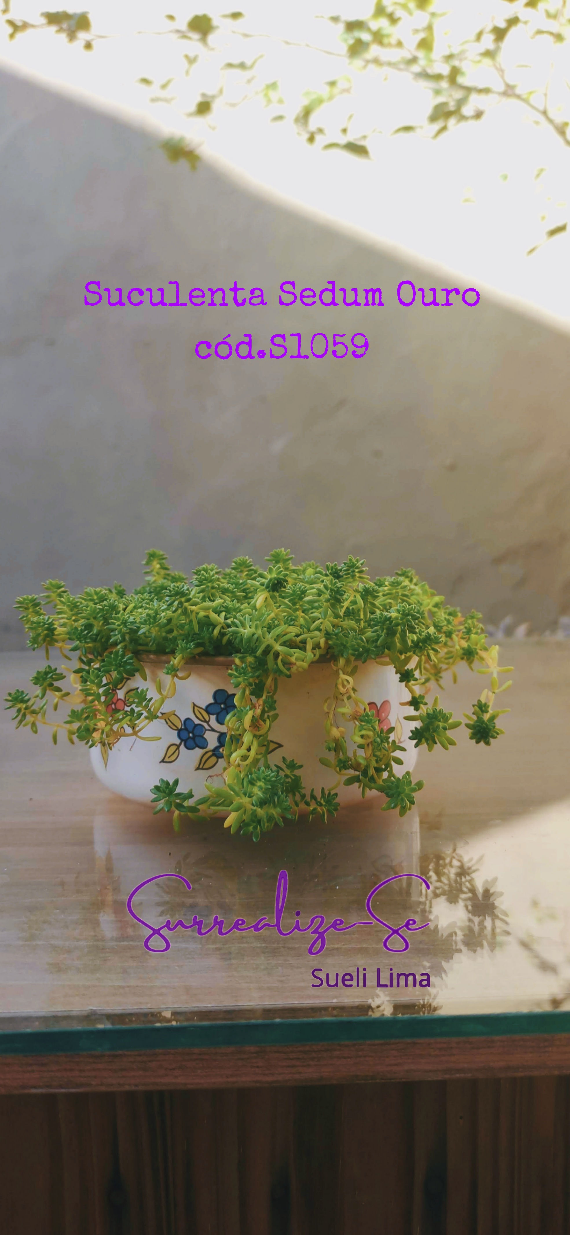 Suculenta Sedum Ouro Carpete Dourado