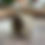 Thumbnail: Lillies