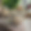 Thumbnail: Jessie
