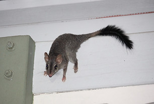 Brush-tailed phascogale.jpg