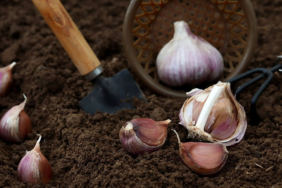 station learning farm garlic photo.jpg
