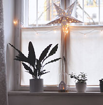 Christmas Star