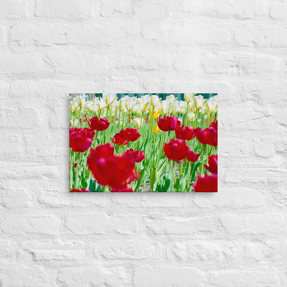 Thumbnail: Darren Smit - Tulips (Photography on Stretched Canvas)
