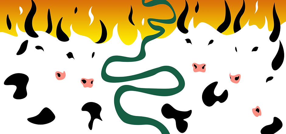 fire cows3.jpg