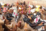 Kienyeji Chicken