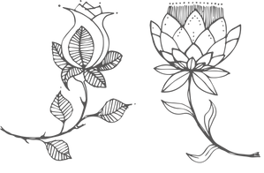 protea and rose ALONE.png