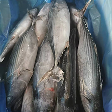 frozen tuna bonito WR.png
