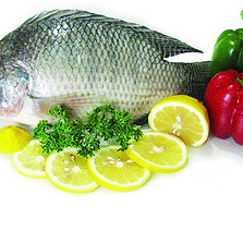 Nile tilapia.jpg