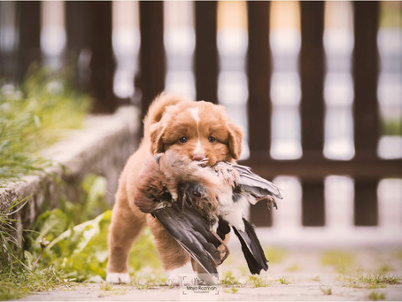 Little retrievers