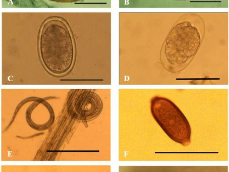Grupo 6. Enfermedades infecciosas y parasitarias
