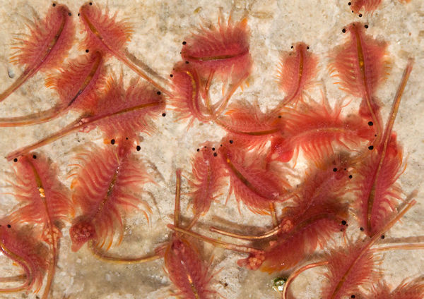 How to Hatch Baby Brine Shrimp For Your Fish.