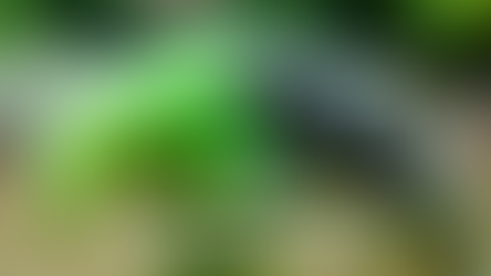 The Best Food To Feed Your Pleco | Tropical Fish Keeping Tips.