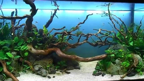 What is RYOBOKU Aquascaping Style