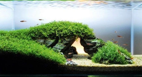 Top 5 Aquatic Moss Types For Your Aquarium.