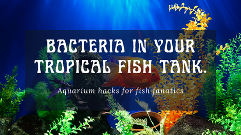 Bacteria in your Aquarium.