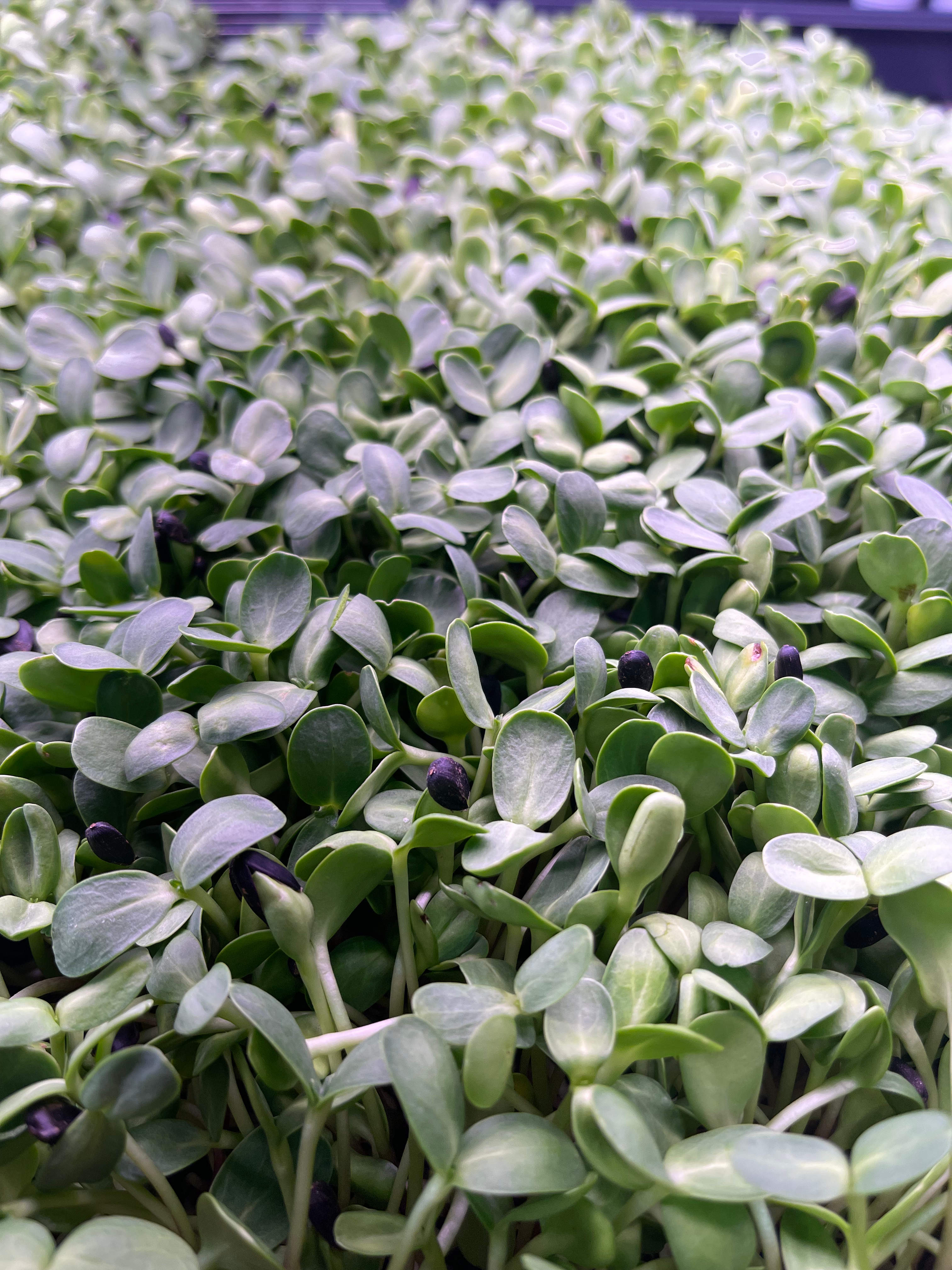 Black Oil Sunflower Migrogreen