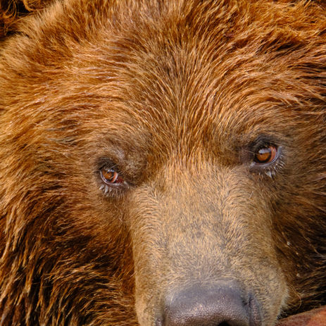 Yellowstone Tetons 132 (Custom).jpg