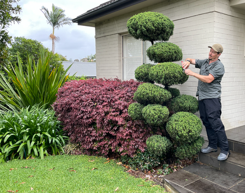 Man hand pruning juniper into cloud shapes