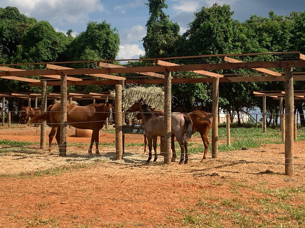 Setor de suplementação dos equinos da Raça Quarto de Milha, feno no fenil, sombreamento etc,na Fazenda Frei Galvão, da Galvão Agropecuária, dona da marca Galvão Beef, de Luiz Régis Galvão Filho, em Caldas Novas, G