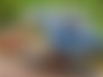 Dacia Duster 2 (auch 4x4) | Wohnwagen ziehen