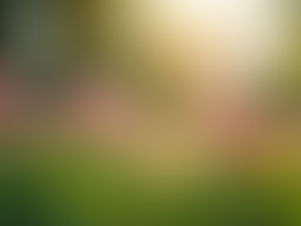 Lebensveränderung durch Gewaltfreie Kommunikation im Alltag