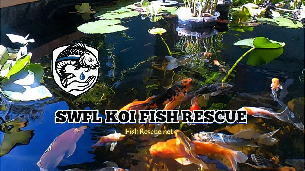 website banner.png
