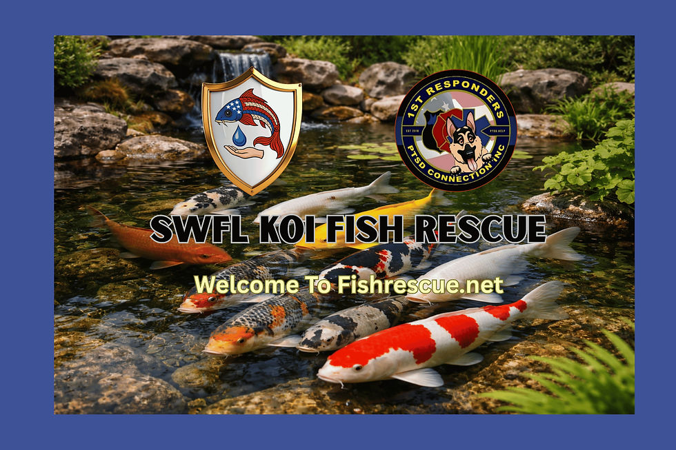 SWFK KOI FISH RESCUE_edited.jpg