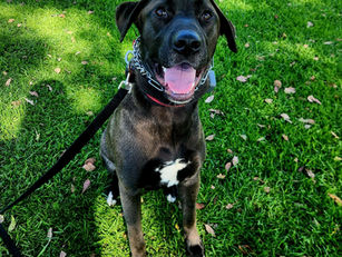 Kiba | Lab Mix | Pasadena, CA | In Training