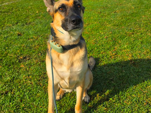 Mali | German Shepherd | Santa Monica, CA