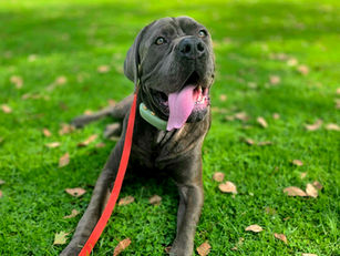 Draco | Cane Corso | Downtown Los Angeles, CA | In Training